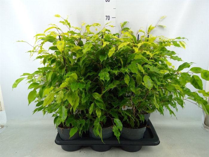 <h4>Ficus benja. 'Golden Monique'</h4>