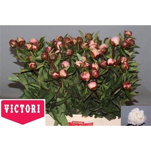 Paeo L Gardenia