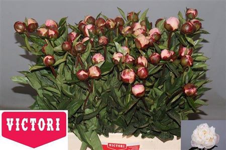 <h4>Paeo L Gardenia</h4>
