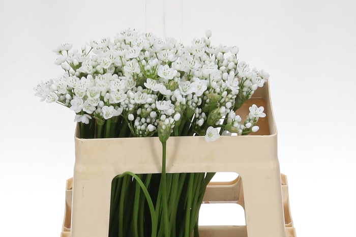 <h4>Allium Flocon 50</h4>