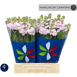 MATTH IRON CHERRY BL