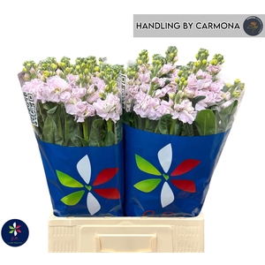 MATTH IRON CHERRY BL