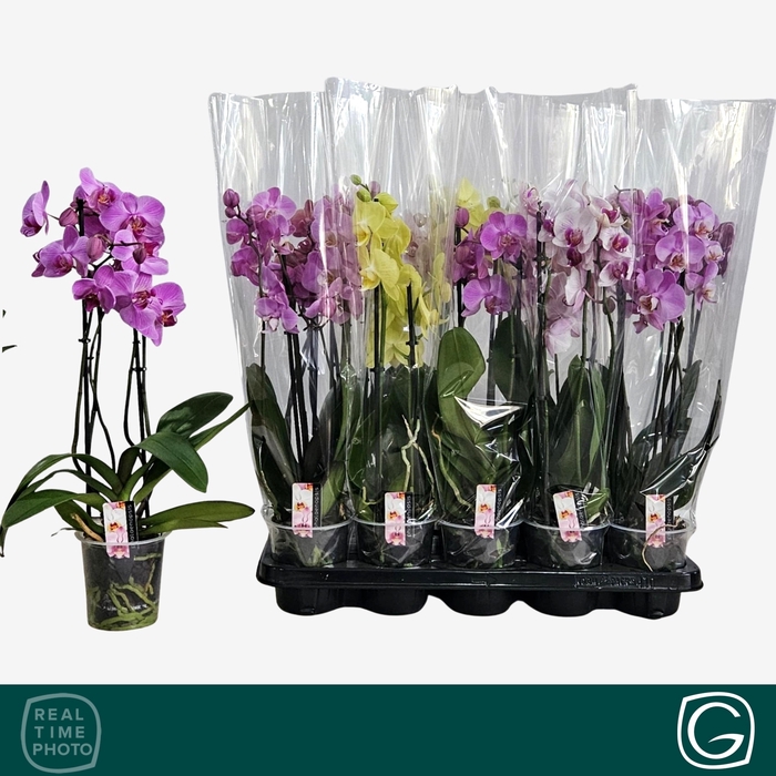 <h4>PHAL GEM 4 KL</h4>