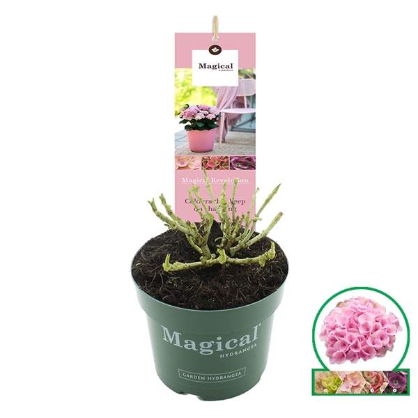 <h4>Hydrangea macr. Magical® 'Revolution'® Roze C2 (17cm)</h4>