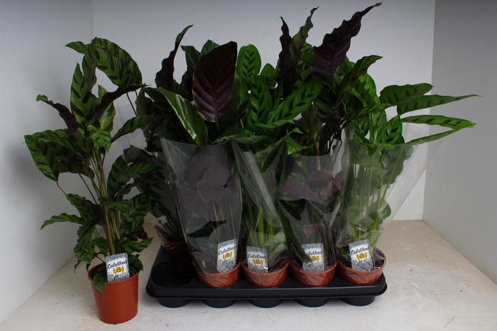 <h4>CALAT GEM 3 SRT</h4>