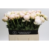 Paeonia Odile