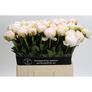 Paeonia Odile