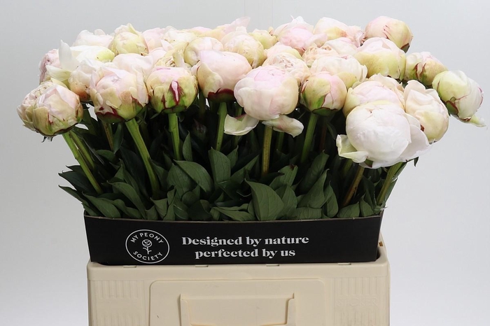 <h4>Paeonia Odile</h4>