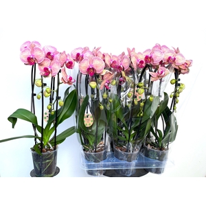 PHAL EL CASCADE
