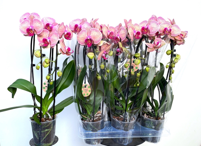 <h4>PHAL EL CASCADE</h4>
