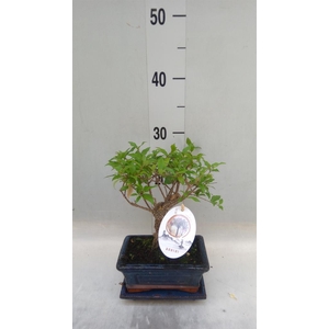 Bonsai   ...mix
