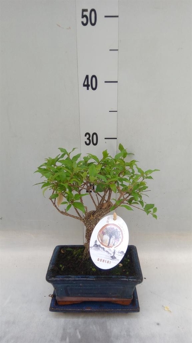 <h4>Bonsai   ...mix</h4>