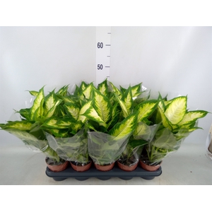 Dieffenbachia  'Camilla'