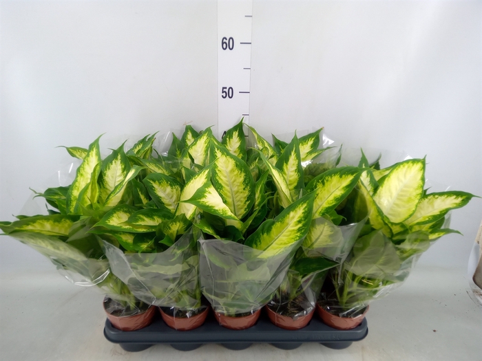 <h4>Dieffenbachia  'Camilla'</h4>