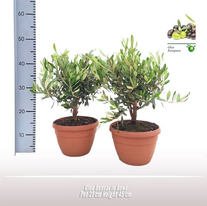 <h4>Olea Europaea Bonsai</h4>