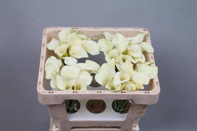 <h4>Calla Snowstar Kallaland</h4>
