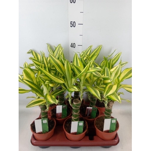 Dracaena frag. 'Yellow Coast'