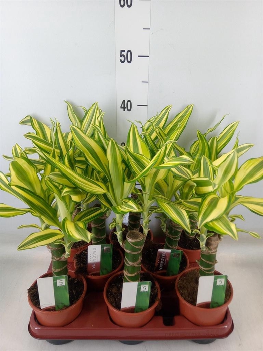 <h4>Dracaena frag. 'Yellow Coast'</h4>