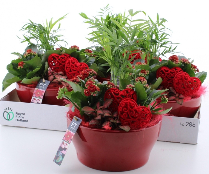 <h4>ARR KAMERPL</h4>