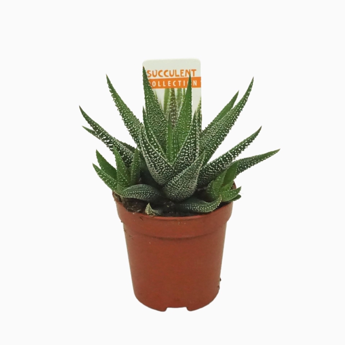 <h4>Haworthia Concolor</h4>