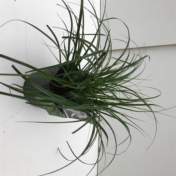 <h4>Graminées Carex 'Evergreen'</h4>
