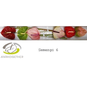 Anthurium Mix