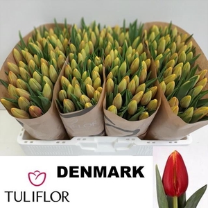 TU EN DENMARK