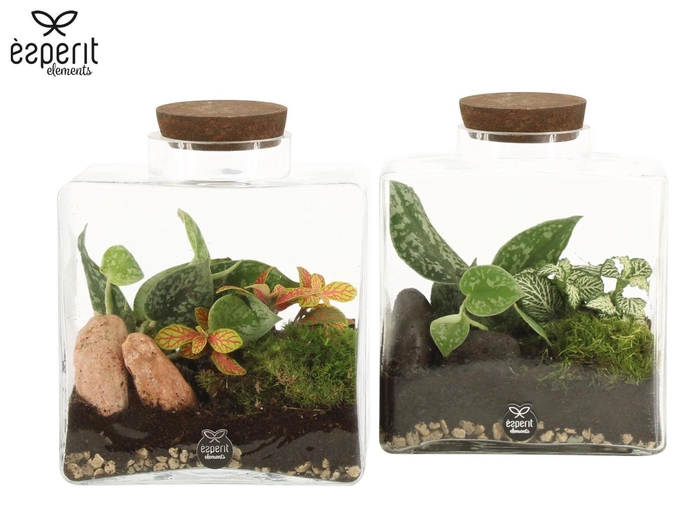 <h4>Arr.    Planten  L%</h4>