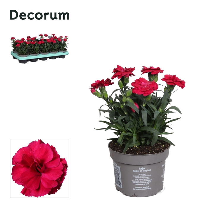 <h4>Dianthus - 10,5 cm - Oscar Cherry - Decorum</h4>