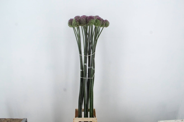 ALLIUM GVREUS XL