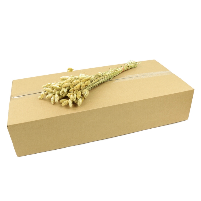 <h4>Dried flowers Phalaris 65cm (box)</h4>