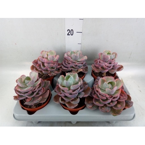 Echeveria   ...