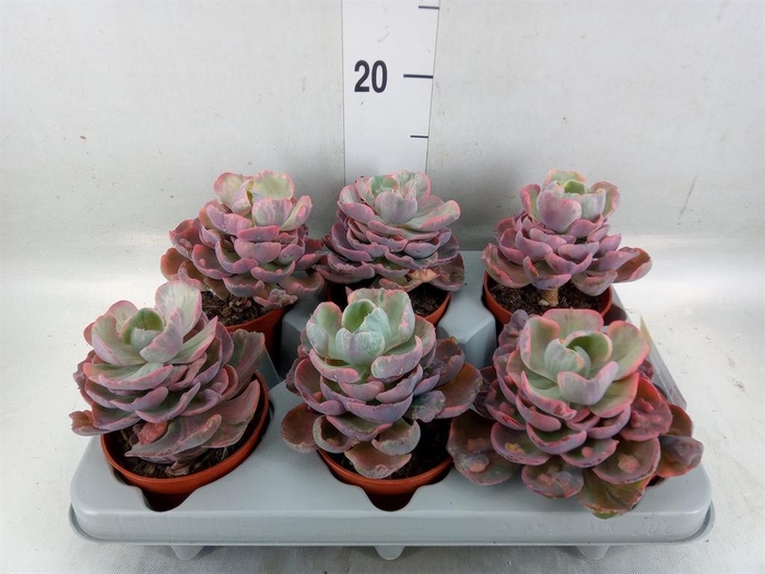 <h4>Echeveria ...</h4>
