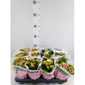 Kalanchoe blos.   ..mix