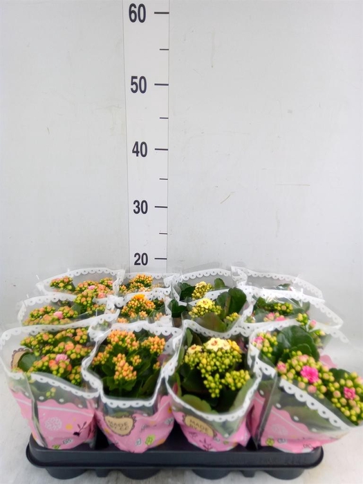 <h4>Kalanchoe blos.   ..mix</h4>