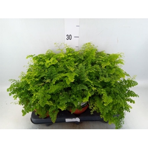 Adiantum raddi. 'Fritz-Luthi'