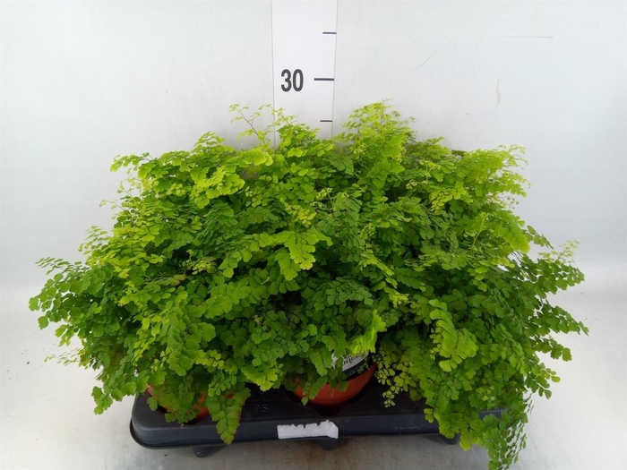 <h4>Adiantum raddi. 'Fritz-Luthi'</h4>
