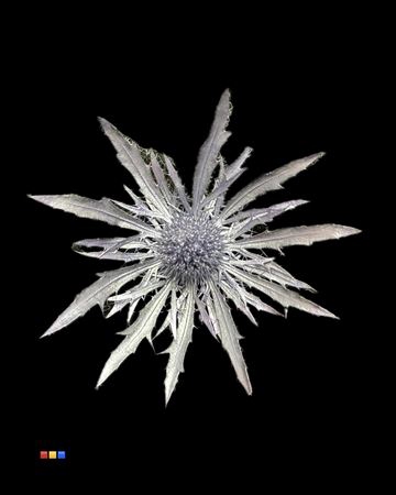 <h4>Eryngium Metallic Light Purple</h4>