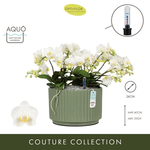Arran. Freedanzo Dove Molise Green Aquo