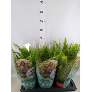 Nephrolepis exal. 'Green Lady'