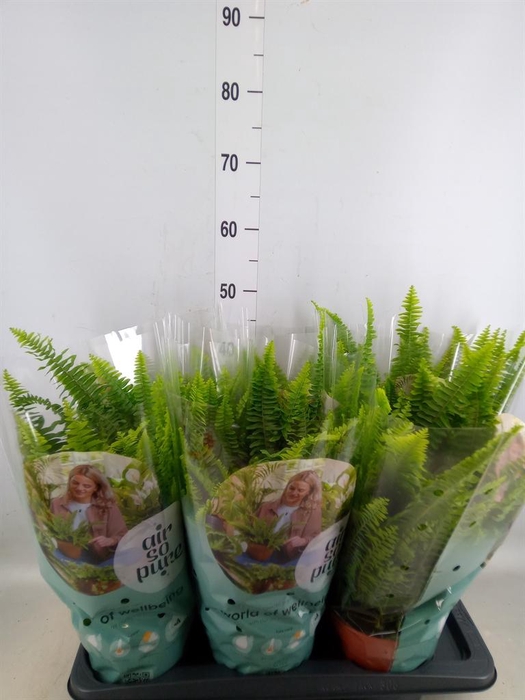 <h4>Nephrolepis exal. 'Green Lady'</h4>