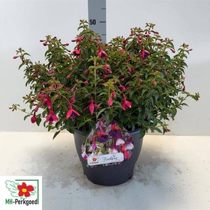 FUCHSIA TOM THUMB