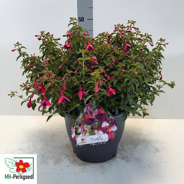 <h4>FUCHSIA TOM THUMB</h4>
