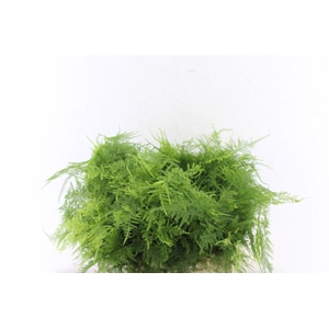 Asparagus Setac 1e Veren