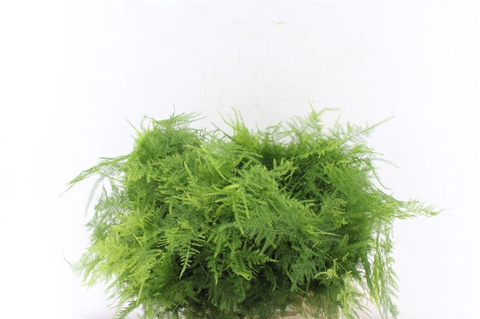 <h4>Asparagus Setac 1e Veren</h4>