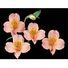 ALSTROEMERIA WILLHELMINA 080 CM
