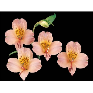 ALSTROEMERIA WILLHELMINA 080 CM