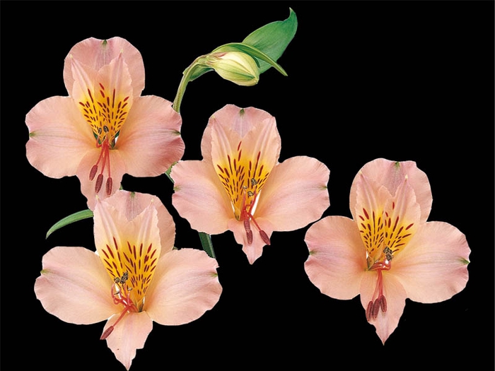 ALSTROEMERIA WILLHELMINA 080 CM