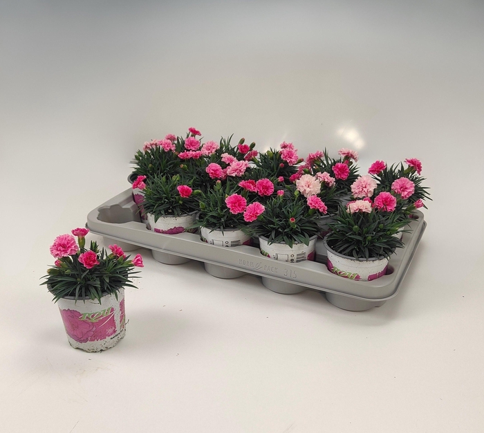 <h4>DIAN I LOVE U</h4>