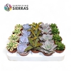 Sierra's® - Sevilla Succulent Mix (Deluxe)